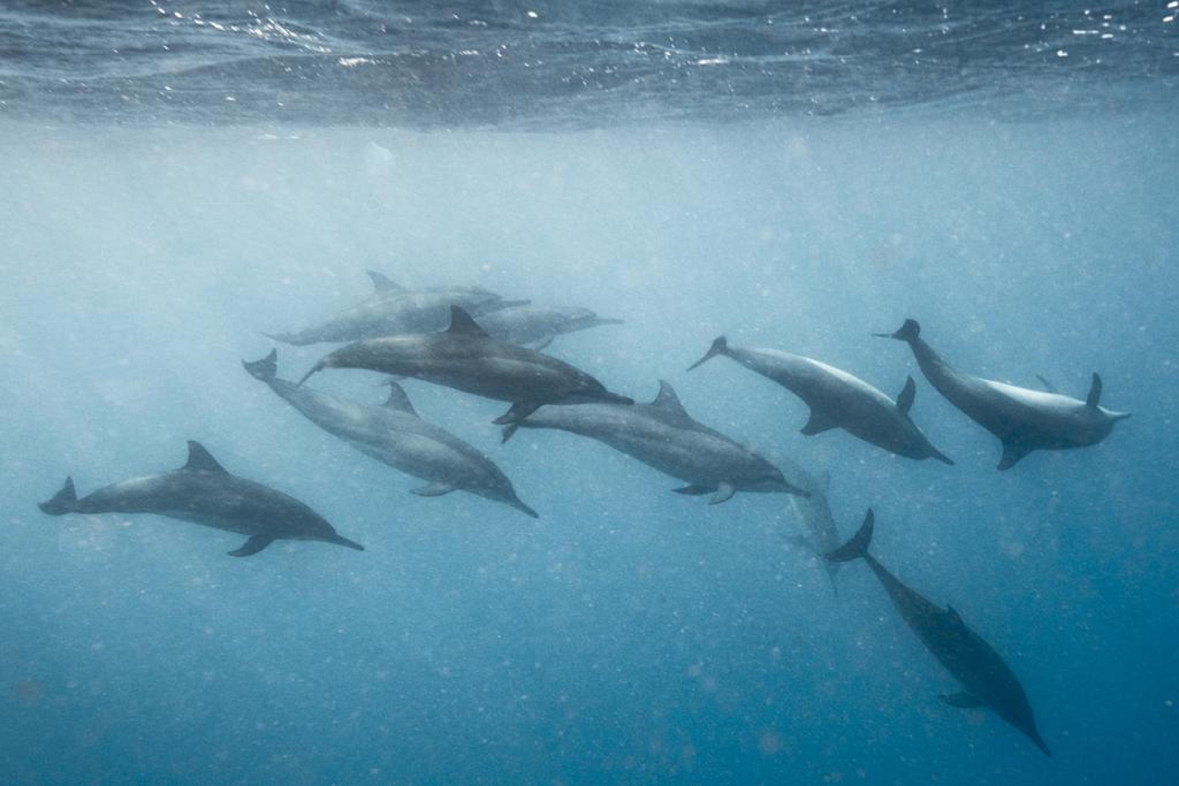 Hard Rock Hotel Maldives Emboodhoo Lagoon Exterior foto Spinner dolphins